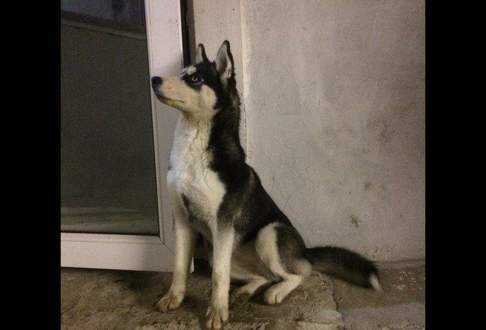 Salam temiz qan huski satılır dişidi 4 ay yarımdı iyne dermanları