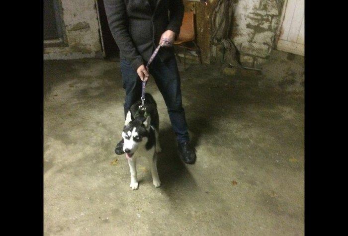 Salam temiz qan huski satılır dişidi 4 ay yarımdı iyne dermanları