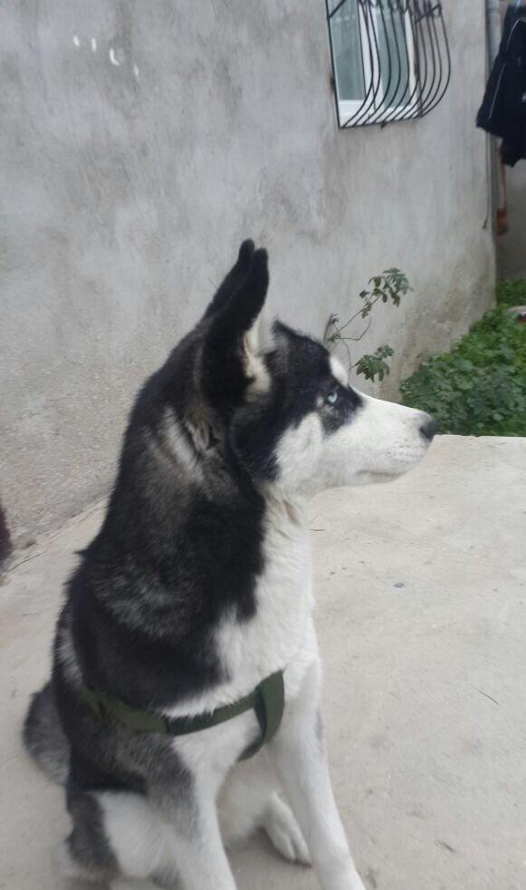 Salam temiz qan huski satılır dişidi 4 ay yarımdı iyne dermanları