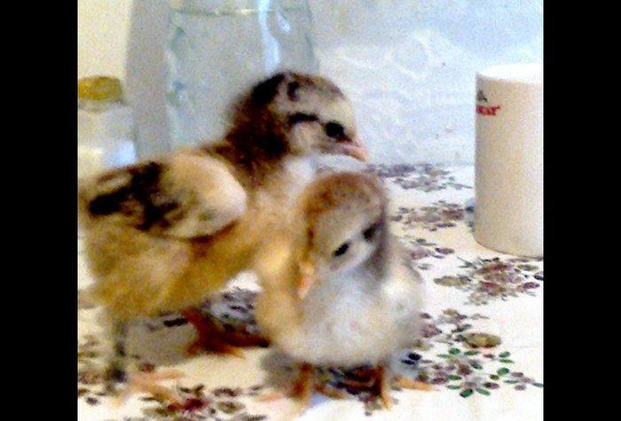 Brama cuceler var 10-15-20  gunluk.7-8 manat.VATCAP VAR.40-50 gunluk