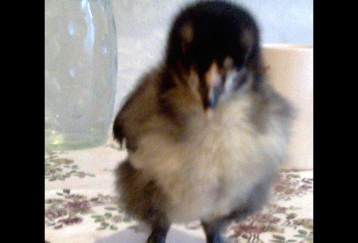 Brama cuceler var 10-15-20  gunluk.7-8 manat.VATCAP VAR.40-50 gunluk