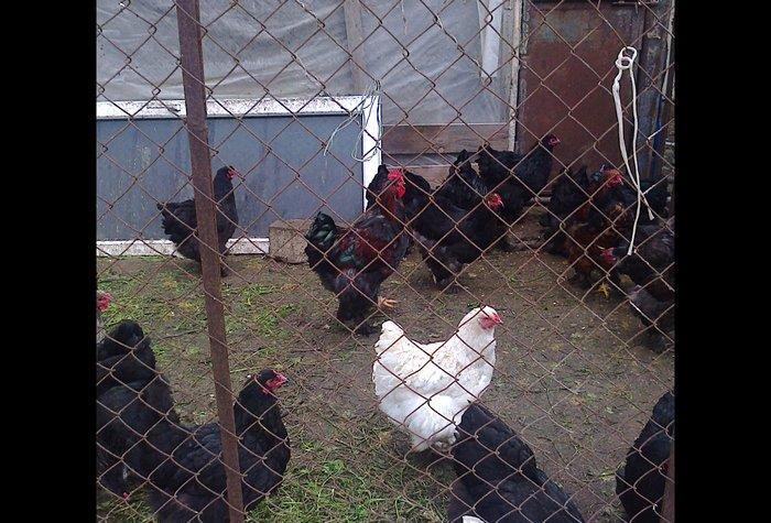 Brama cuceler var 10-15-20  gunluk.7-8 manat.VATCAP VAR.40-50 gunluk