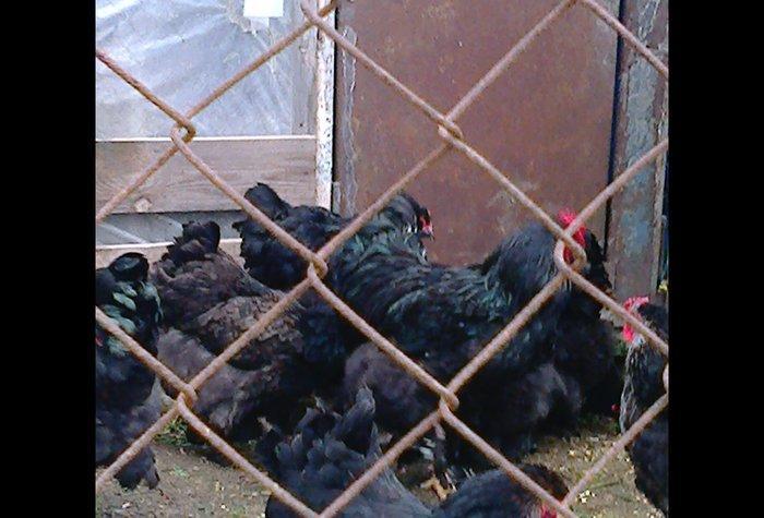 Brama cuceler var 10-15-20  gunluk.7-8 manat.VATCAP VAR.40-50 gunluk