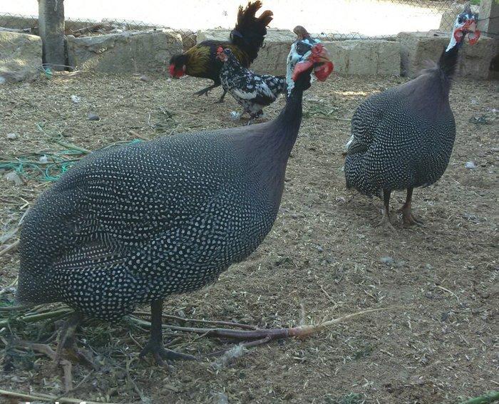 Firəng quşları satıram bir xoruz 2fərə 3ü 50 manata 2ilikdilər unvan a