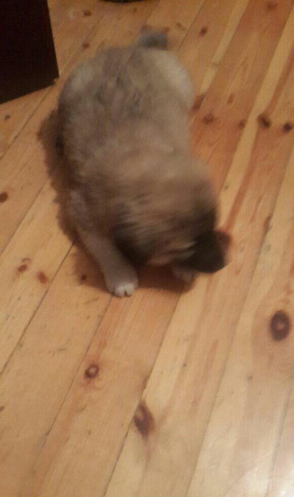 satlir cinsi kan kal erkeydi 1 aylqdi barter yoxdu fkri ciddi olanar n