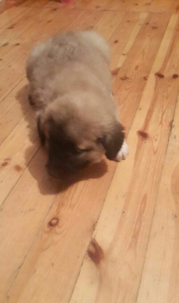 satlir cinsi kan kal erkeydi 1 aylqdi barter yoxdu fkri ciddi olanar n