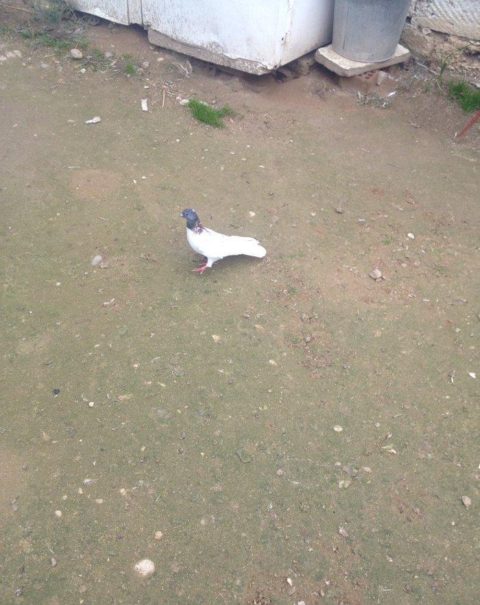 Cox hundur uzun 15 tuk hacaquyrug erkeydi tam saglamdi qiymetde razila