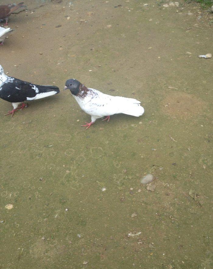 Cox hundur uzun 15 tuk hacaquyrug erkeydi tam saglamdi qiymetde razila