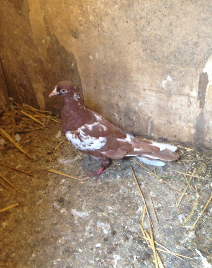 Iran cili mayadi cavandi tuleydedi tam saglamdi wasap var yalniz ciddi