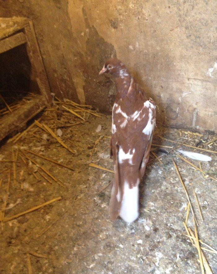 Iran cili mayadi cavandi tuleydedi tam saglamdi wasap var yalniz ciddi