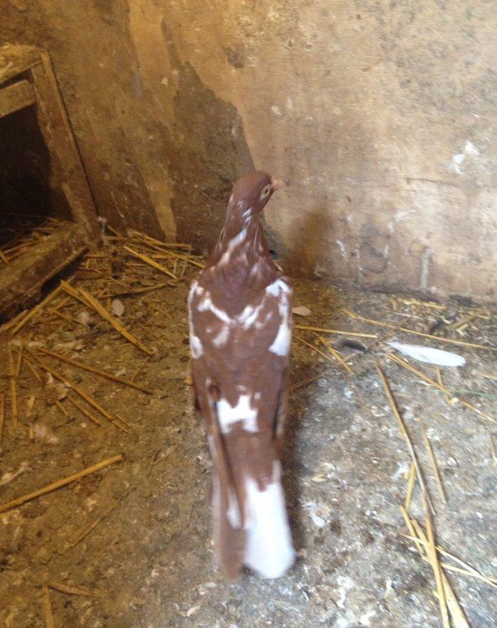 Iran cili mayadi cavandi tuleydedi tam saglamdi wasap var yalniz ciddi