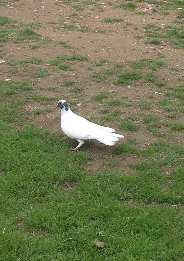 Qarabawlardan cixma erkey 16 tukdu vitdi quwdu tam saglam qizgindi was