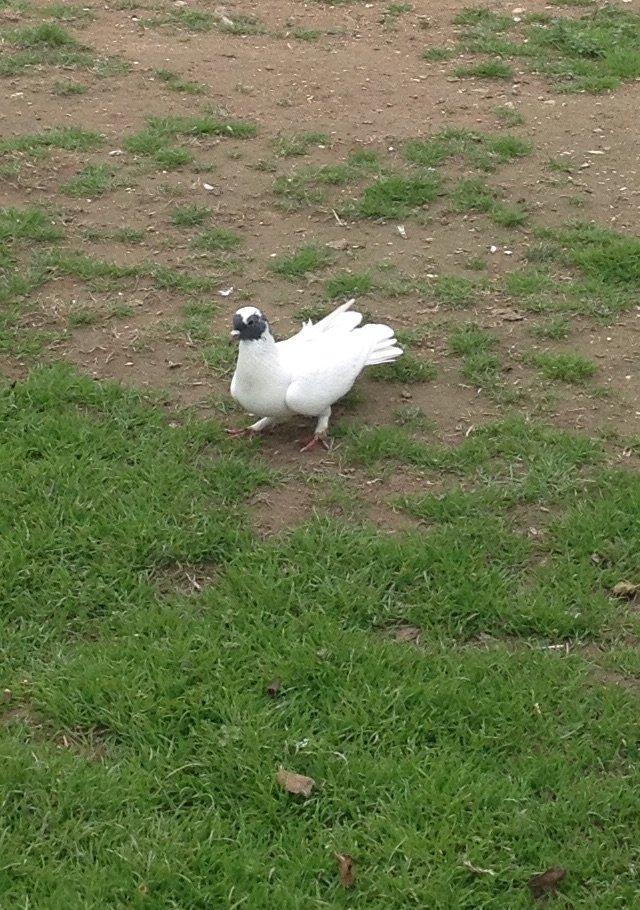 Qarabawlardan cixma erkey 16 tukdu vitdi quwdu tam saglam qizgindi was