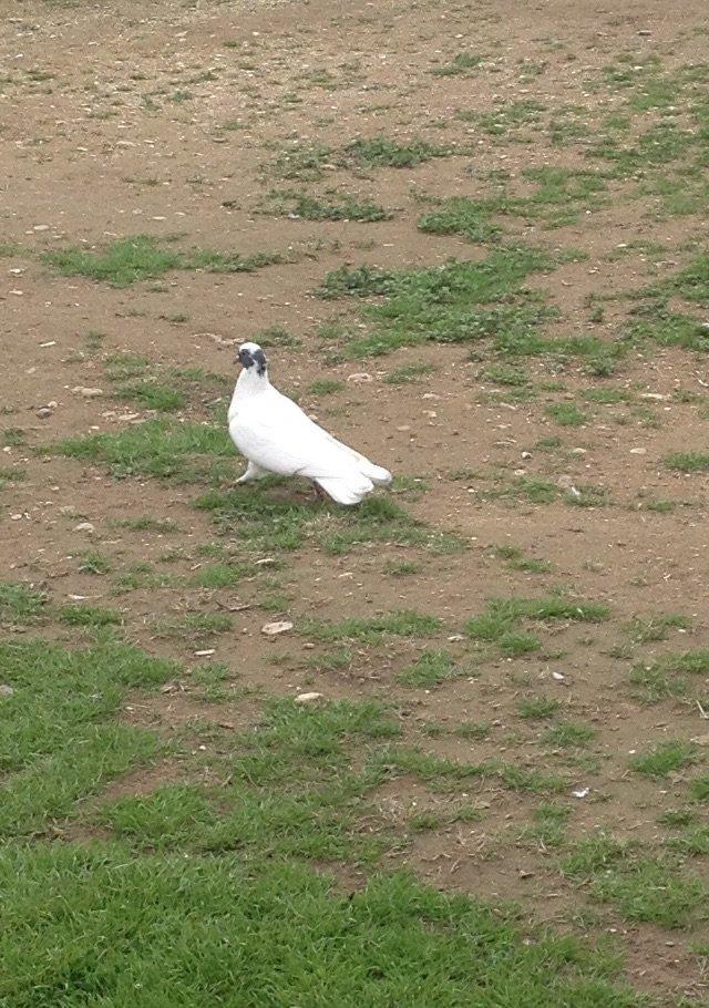 Qarabawlardan cixma erkey 16 tukdu vitdi quwdu tam saglam qizgindi was