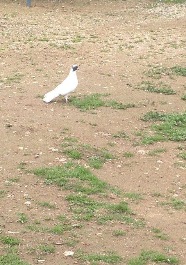 Qarabawlardan cixma erkey 16 tukdu vitdi quwdu tam saglam qizgindi was
