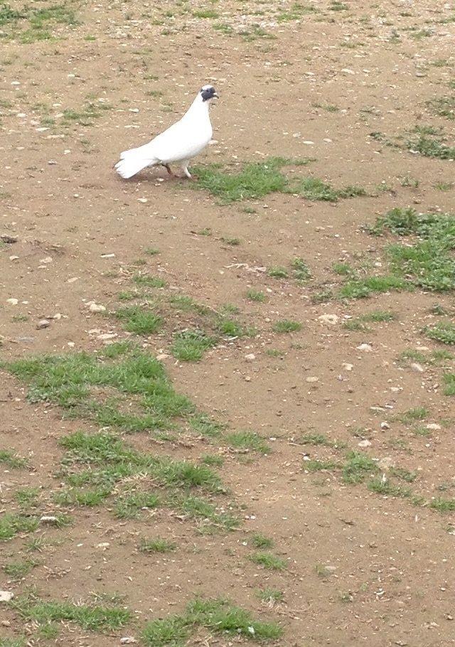 Qarabawlardan cixma erkey 16 tukdu vitdi quwdu tam saglam qizgindi was