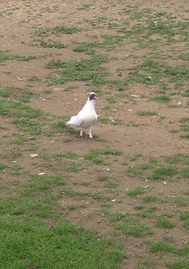 Qarabawlardan cixma erkey 16 tukdu vitdi quwdu tam saglam qizgindi was