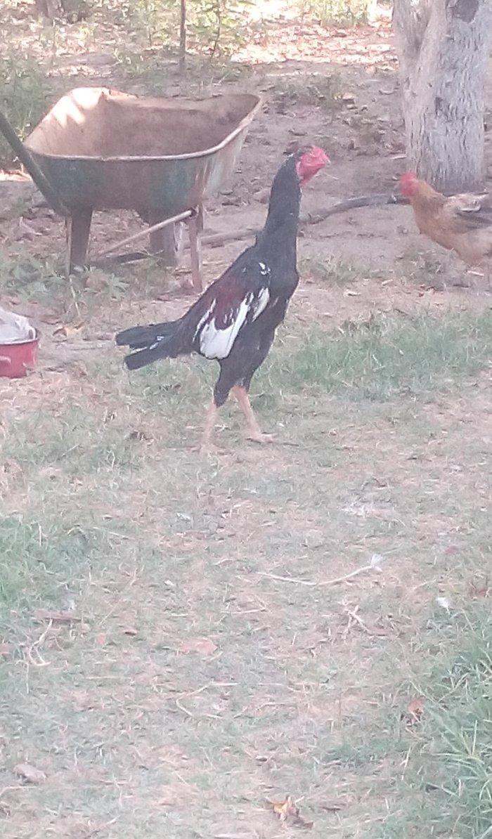 heyrati xoruz hal hazirda 1 yas 2 ayliqdir ...wekil 1 yawi olandaydi..