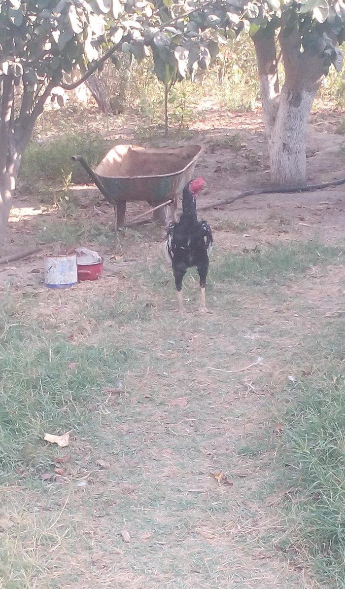 heyrati xoruz hal hazirda 1 yas 2 ayliqdir ...wekil 1 yawi olandaydi..