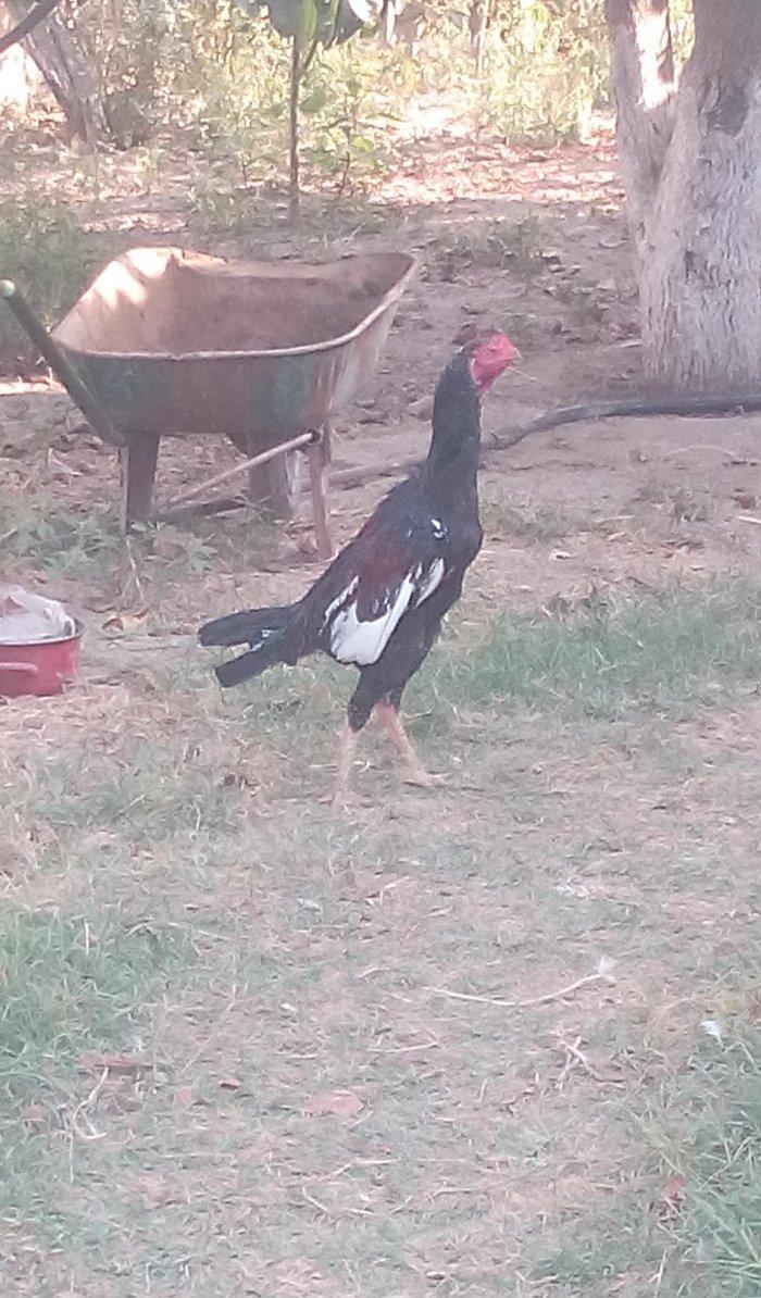 heyrati xoruz hal hazirda 1 yas 2 ayliqdir ...wekil 1 yawi olandaydi..