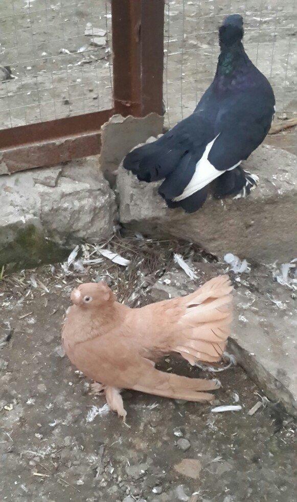 satılır 100 azn. vəya 1 cüt təmiz qan zibrit toyuqları ilə barter mümk