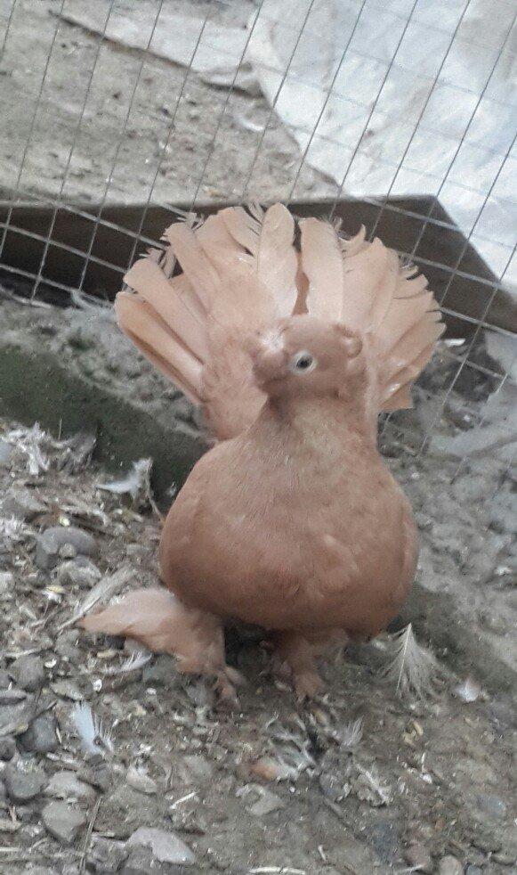 satılır 100 azn. vəya 1 cüt təmiz qan zibrit toyuqları ilə barter mümk