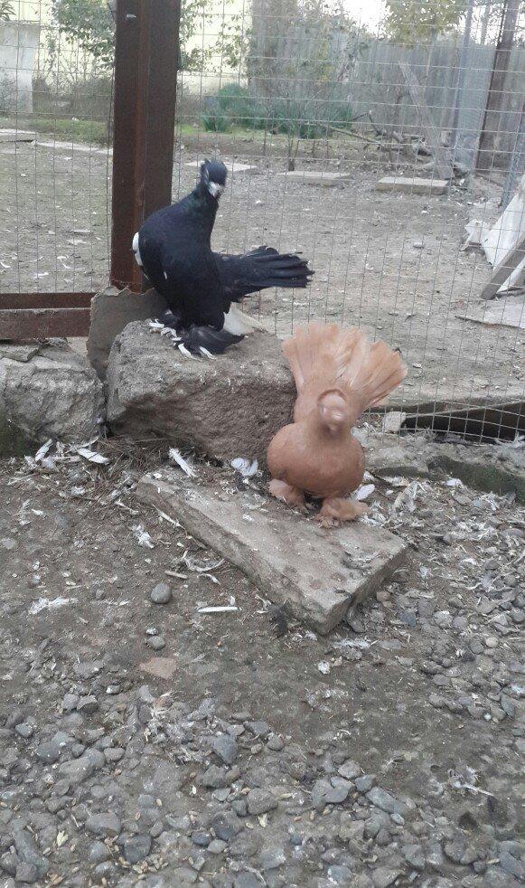 satılır 100 azn. vəya 1 cüt təmiz qan zibrit toyuqları ilə barter mümk