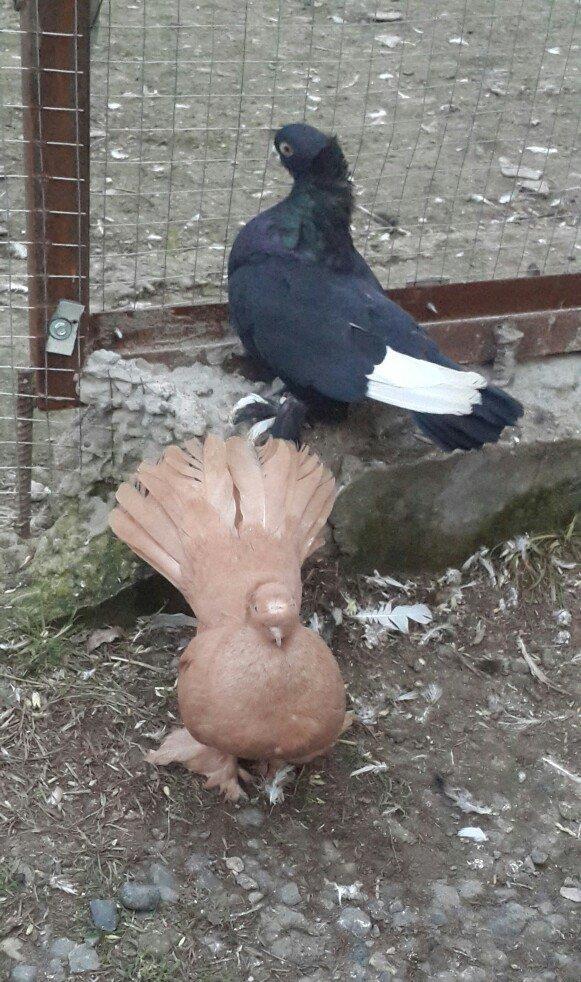 satılır 100 azn. vəya 1 cüt təmiz qan zibrit toyuqları ilə barter mümk