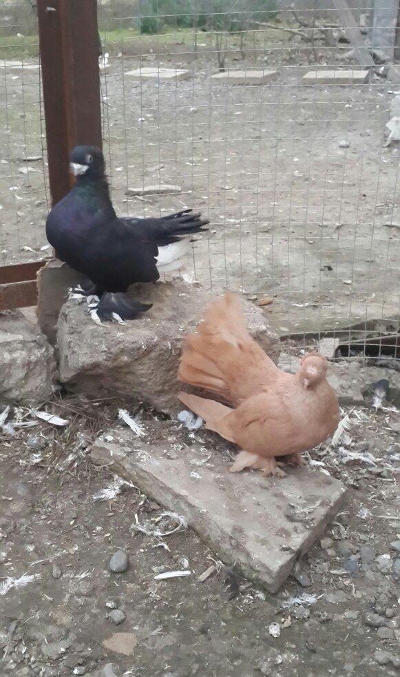 satılır 100 azn. vəya 1 cüt təmiz qan zibrit toyuqları ilə barter mümk