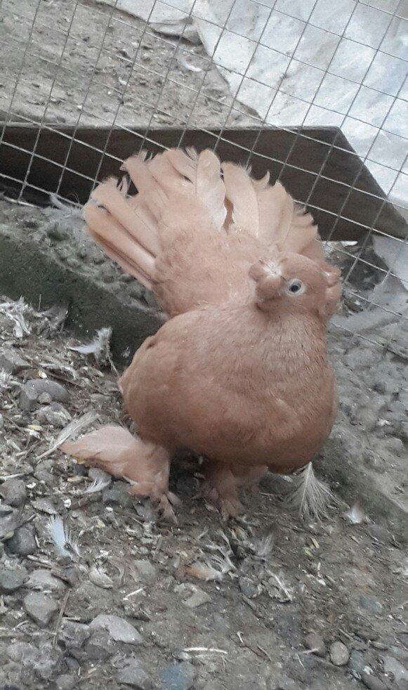 satılır 100 azn. vəya 1 cüt təmiz qan zibrit toyuqları ilə barter mümk