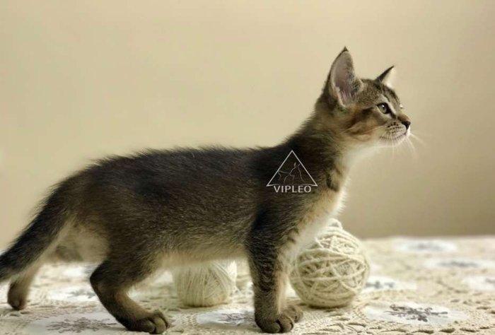 Чаузи.Два мальчика Чаузи возможно в качестве любимца и в разведение.