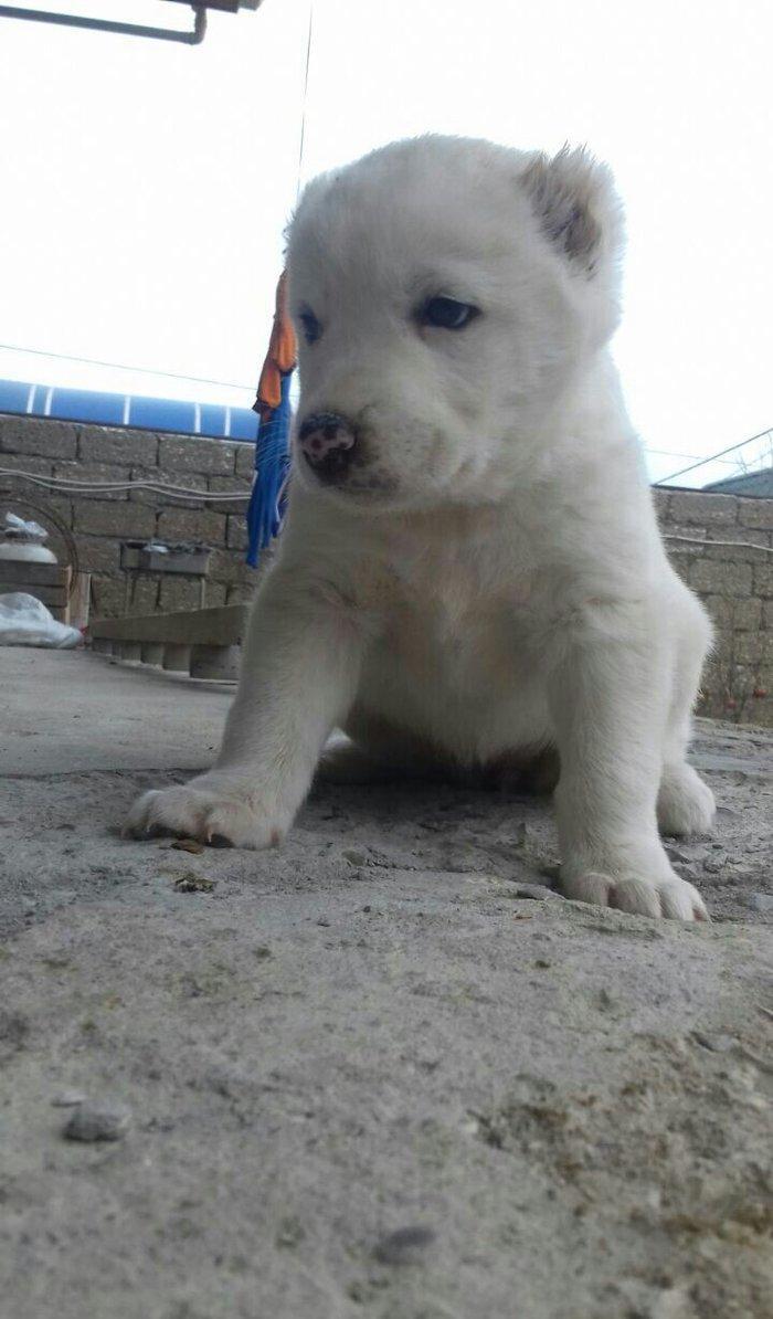 Salam temiz qan alabay balalari satilir erkek diwi var whatsappim yoxd