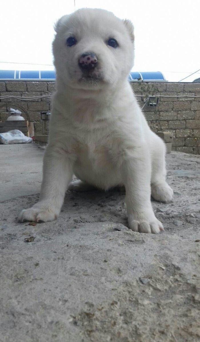 Salam temiz qan alabay balalari satilir erkek diwi var whatsappim yoxd