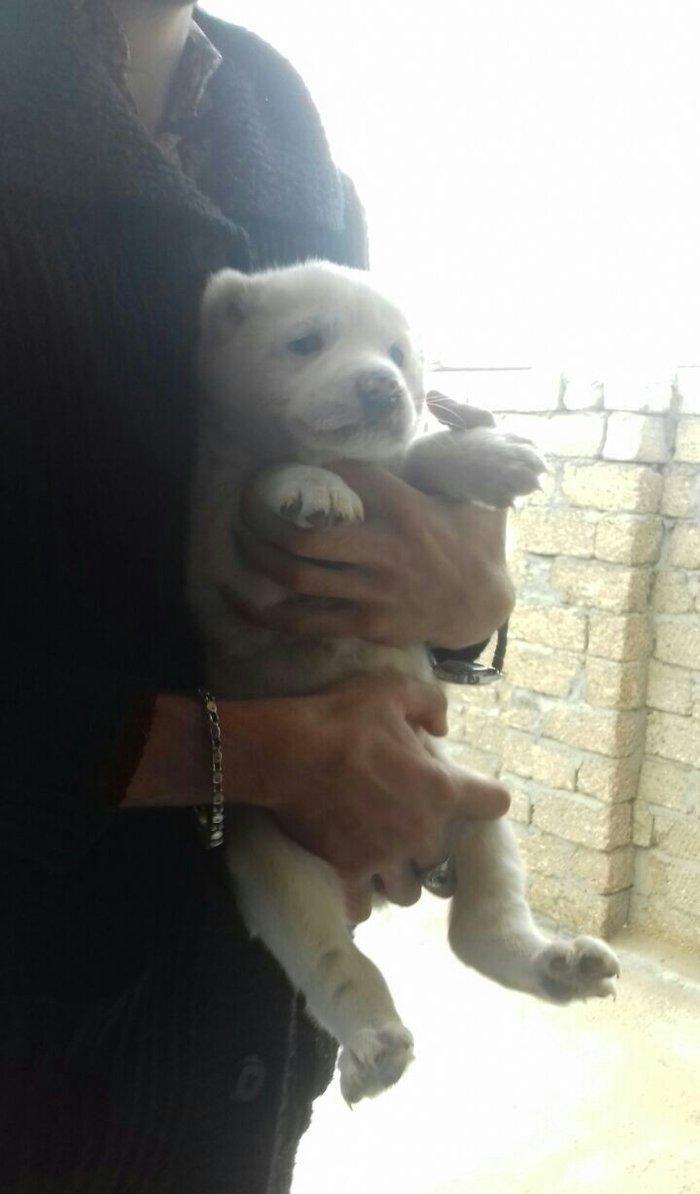 Salam temiz qan alabay balalari satilir erkek diwi var whatsappim yoxd