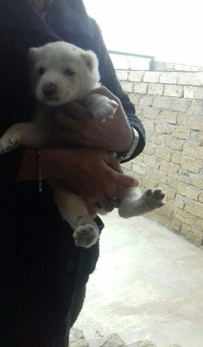 Salam temiz qan alabay balalari satilir erkek diwi var whatsappim yoxd