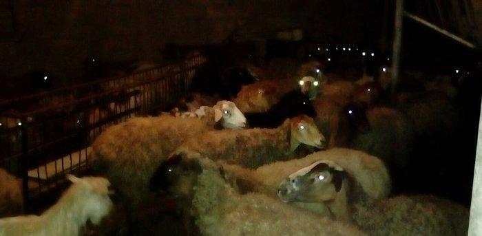 30 ədəd boğaz qoyun, 1 ri balalıyıb, hamsı yelinlidir. 3-5 günə uzağı