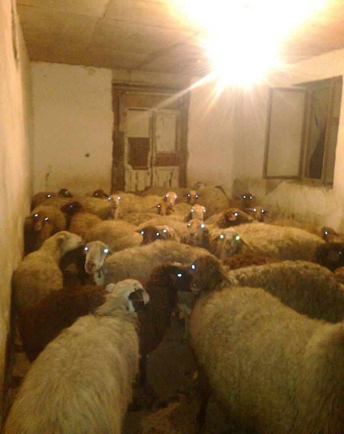 30 ədəd boğaz qoyun, 1 ri balalıyıb, hamsı yelinlidir. 3-5 günə uzağı