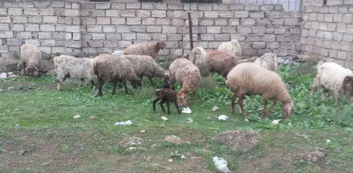 30 ədəd boğaz qoyun, 1 ri balalıyıb, hamsı yelinlidir. 3-5 günə uzağı