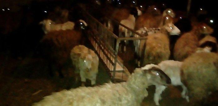 30 ədəd boğaz qoyun, 1 ri balalıyıb, hamsı yelinlidir. 3-5 günə uzağı