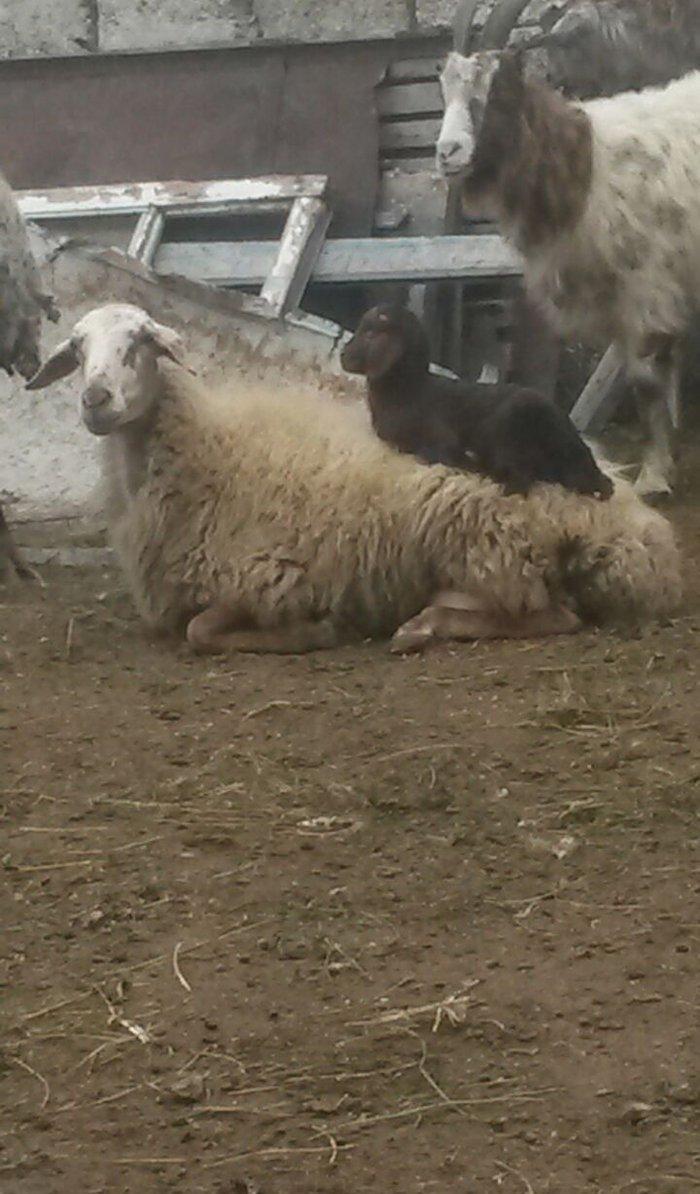 30 ədəd boğaz qoyun, 1 ri balalıyıb, hamsı yelinlidir. 3-5 günə uzağı