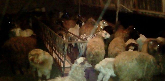 30 ədəd boğaz qoyun, 1 ri balalıyıb, hamsı yelinlidir. 3-5 günə uzağı