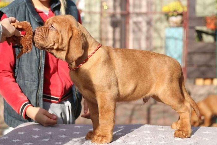 Бордоский дог Щенки с хорошей психикой , крепким здоровьем и