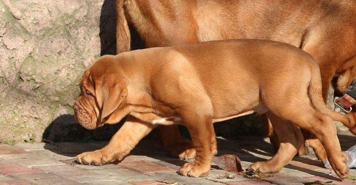 Бордоский дог Щенки с хорошей психикой , крепким здоровьем и