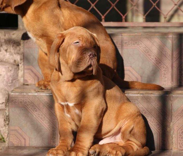 Бордоский дог Щенки с хорошей психикой , крепким здоровьем и