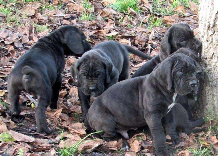 Щенки немецкого догащенки черного окраса мальчики и девочки цена на