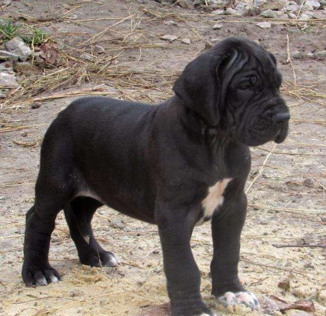 Щенки немецкого догащенки черного окраса мальчики и девочки цена на