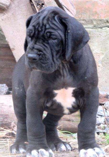 Щенки немецкого догащенки черного окраса мальчики и девочки цена на