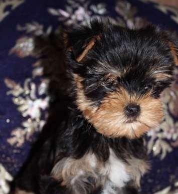 Продаются щенки йоркширского терьера .Малыши все здоровенькие, с