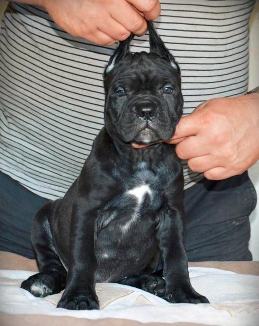 Сane-Сorso-ItalianoЩенки кане-корсо возраст 2 месяца черного и
