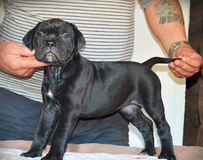 Сane-Сorso-ItalianoЩенки кане-корсо возраст 2 месяца черного и